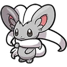cinccino